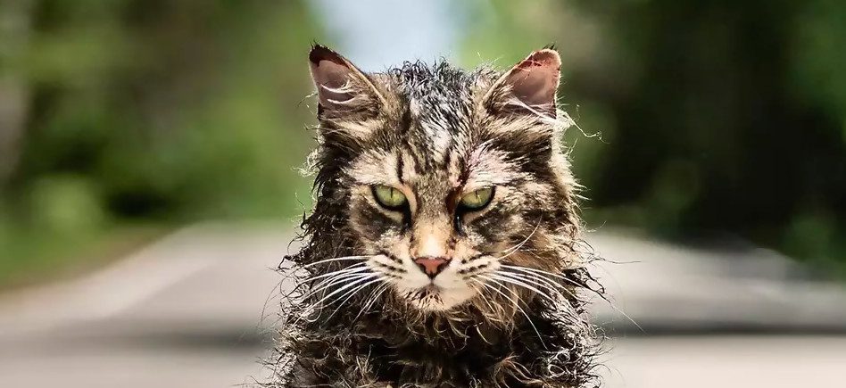 Simetierre: la película de terror que te hará querer ser amable con tu gato - reseña