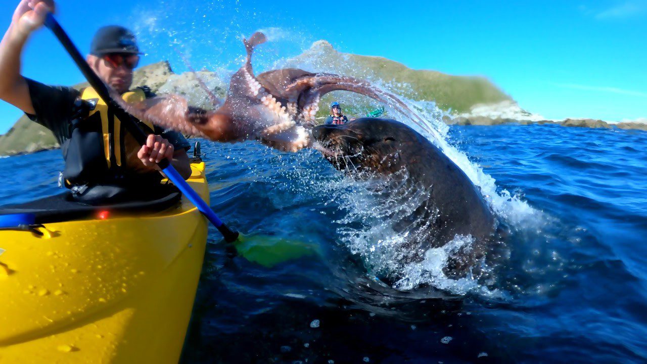 ¡Cuando haces kayak y un león marino te golpea con un pulpo!  WTF