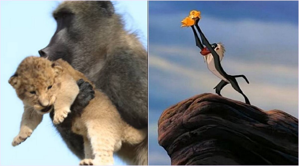 El Rey León: el babuino sostiene al cachorro de león y recrea la escena icónica de la película.  Ver el video