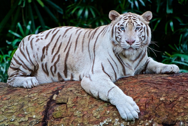 tigre blanco - tamaño original