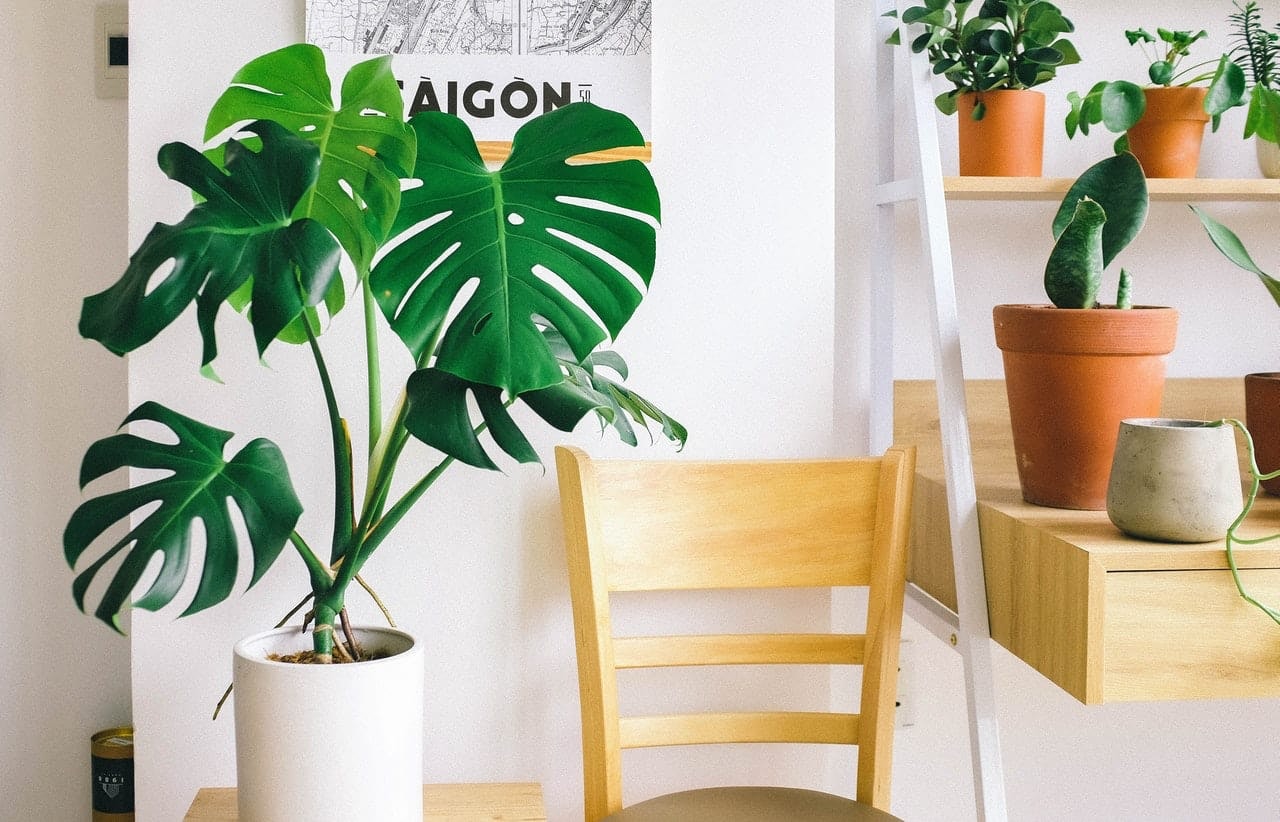 agregar plantas es una idea fácil de oficina en casa