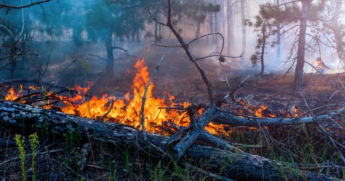 Este mapa en tiempo real le muestra los incendios forestales del Amazonas