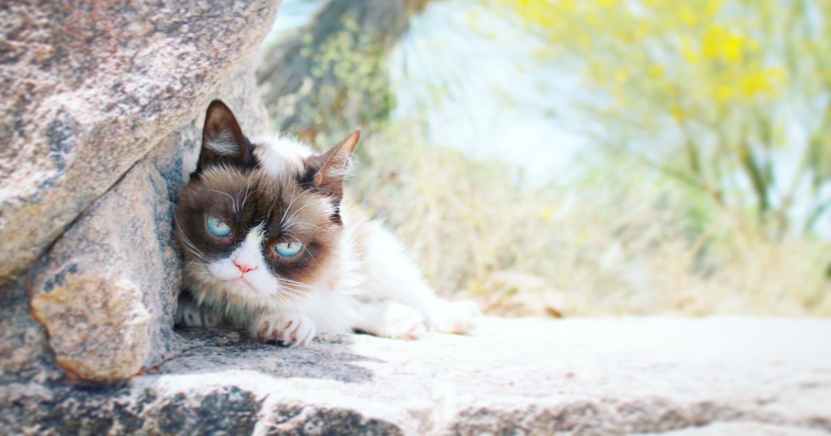 Grumpy Cat: La sensación viral muere a los 7 años