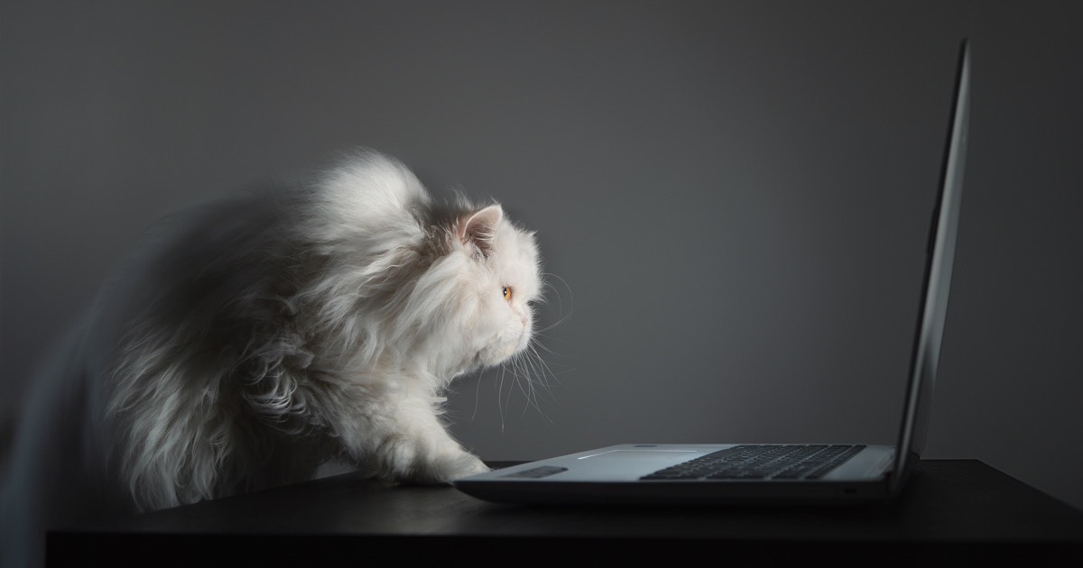 White cat looking at laptop screen