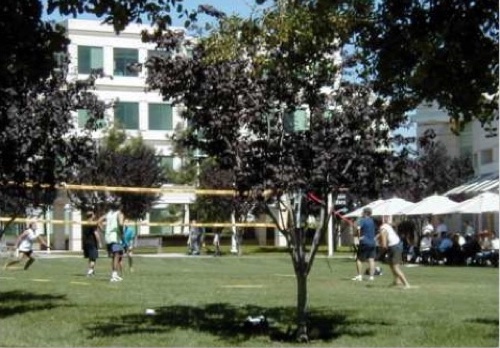 Voleibol en el patio Infinite Loop.