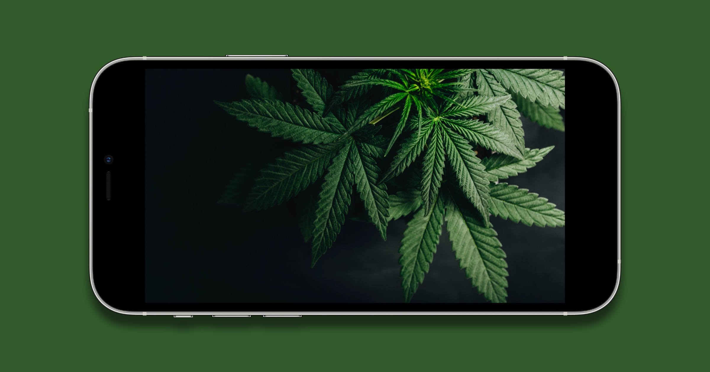 🥇 Weedmaps Agrega Compras Dentro De La Aplicación Para Productos De Cannabis