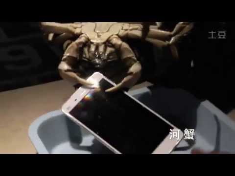 Xiaomi hace una prueba de durabilidad espeluznante, le da la oportunidad a Crabs y Lobsters de romper su Mi4