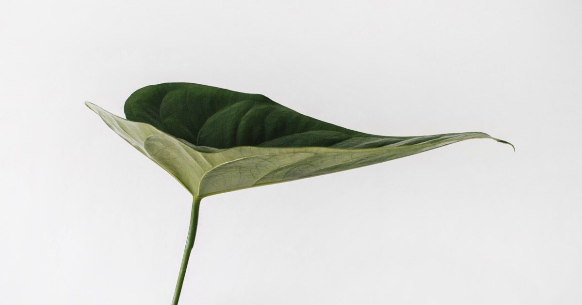 ¿Y si las plantas pudieran ser dispositivos domésticos inteligentes?